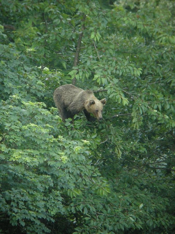 Un ejemplar de oso pardo entre cerezos. 