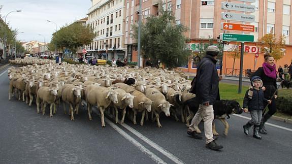 2000 ovejas cruzan Arévalo reivindicando la práctica de la Trashumacia