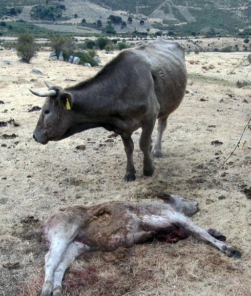 El cadáver de un ternero atacado por los lobos cerca de El Espinar. El Norte