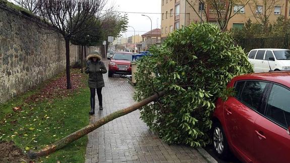 Un aligustre derribado por el viento en Ávila. 