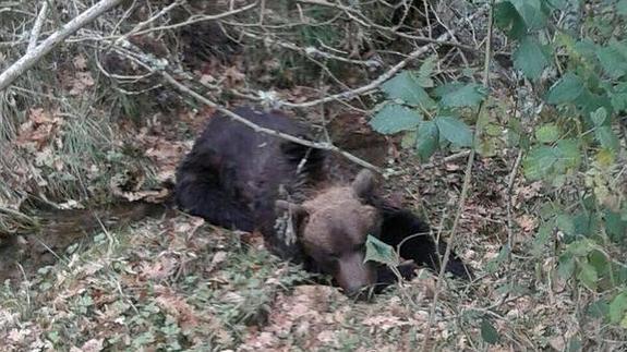 Imagen del oso tomada por un vecino del municipio de Guardo que lo avistó y lo comunicó a la Guardia Civil.