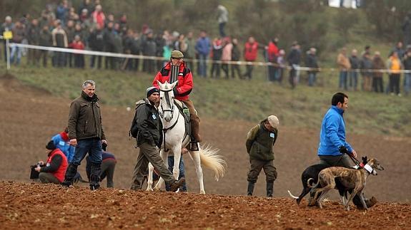 Dos perros de Valladolid, uno de Zamora y otro de Ávila representarán a la región en el nacional de galgos