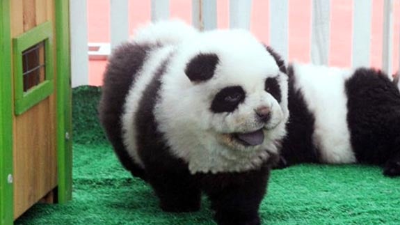 Camuflan perros chow chow como si fueran osos panda