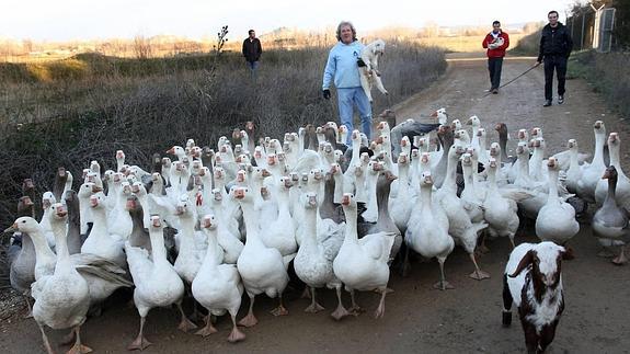 José Miguel Espinosa, propietario de ocas que participan en varias Cabalgatas de Reyes