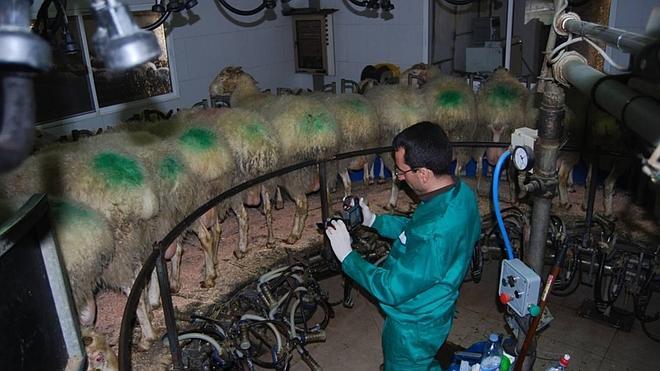 Alberto García Torés, el ganadero, realiza el seguimiento del experimento con sus ovejas. 