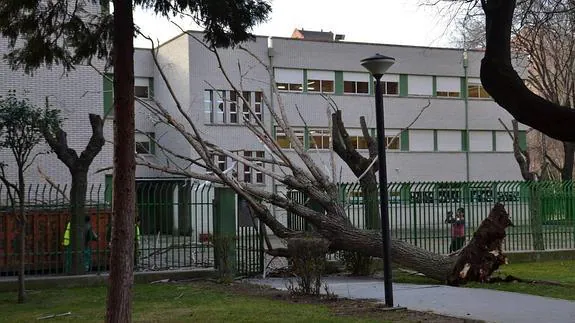 Árbol caído sobre el centro.