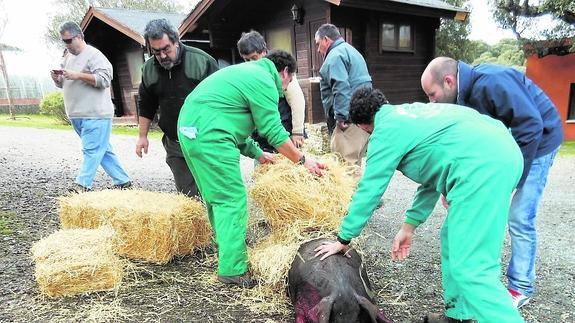 Varias personas chamuscaron el cerdo, en la edición de la matanza del pasado año. 