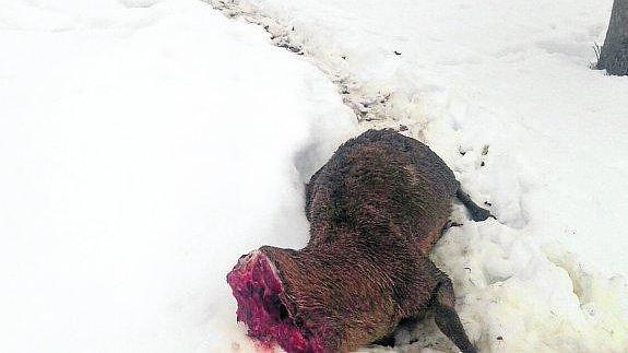 Uno de los venados decapitados que se han encontrado en los montes de Riaño.