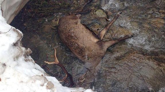 Un ejemplar de ciervo muerto por el temporal en Picos de Europa.