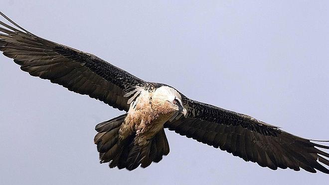 Ejemplar de quebrantahuesos. 