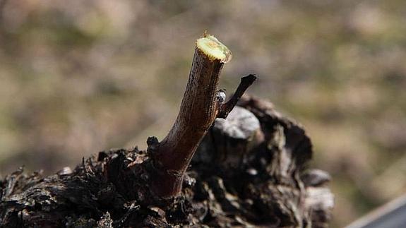 En algunas cepas es posible apreciar ya el despertar vegrtativo de la planta. 