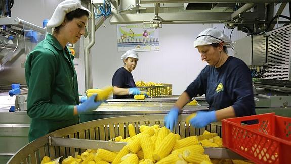 Trabajadoras de la empresa Precocinados el Campo, en El Carracillo. 