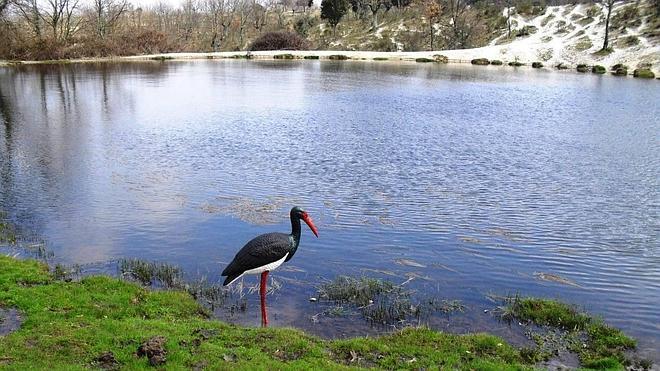 Ejemplar de cigüeña negra. 