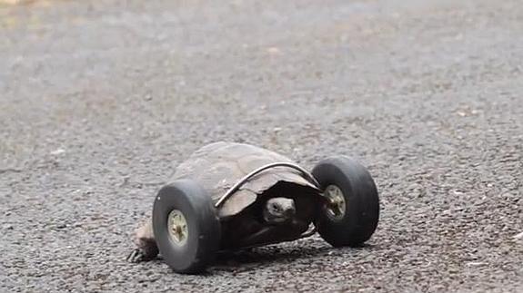 Una tortuga con caparazón... y ruedas