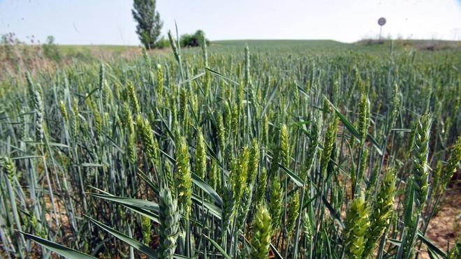 Un trigal en la zona norte de Valladolid, una de las zonas donde las plantas aguantan aún el calor al tener más humedad en la tierra 