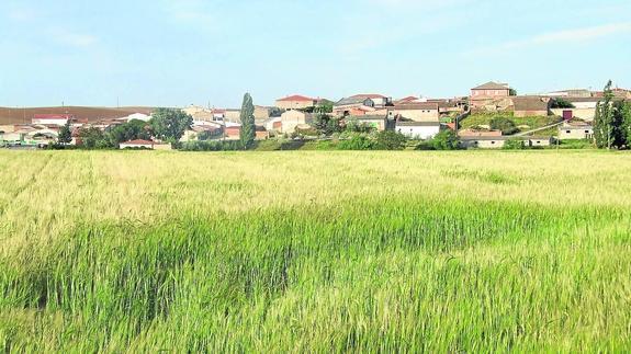 Estado de una finca de cebada de Poveda de las Cintas, después de sufrir los calores de los últimos días. 