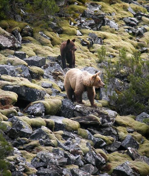 Osa con cría de segundo año en al Alto Sil leonés. 