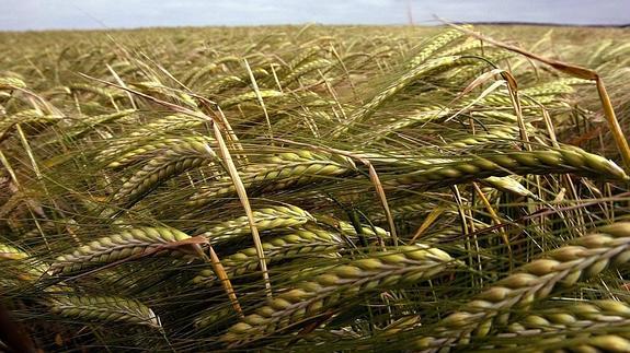 Trigal en el norte de Burgos. 