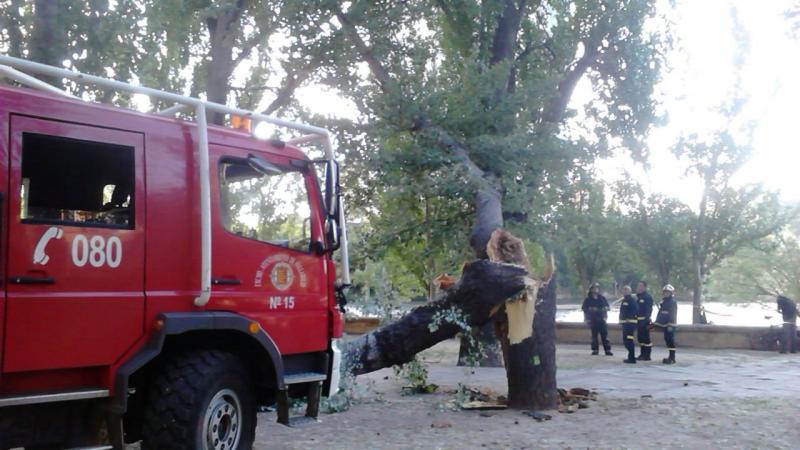 Los bomberos comprueban el estado de  la rama caída y el tronco. 