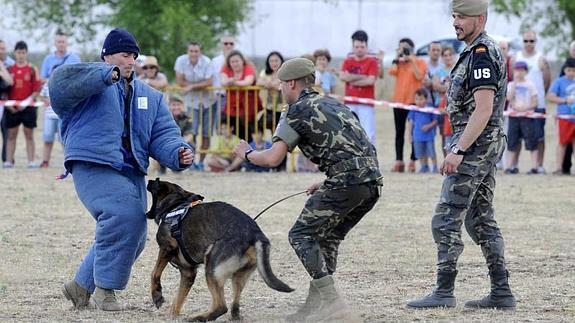 Demostración e ataque de uno de los perros del Ejército de Tierra. 
