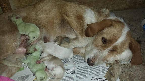 ¿Qué fue de los perros verdes de Laguna de Duero?