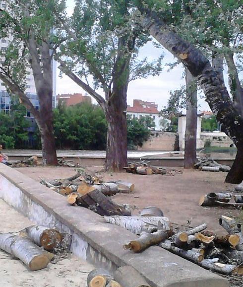 Podan varios álamos en Las Moreras para evitar la caída de las ramas