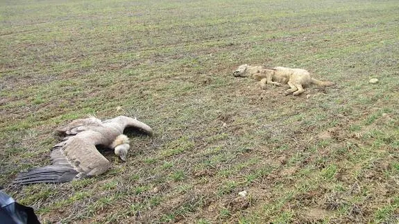 Un buitre y un lobo hallados muertos en Tierra de Campos. 