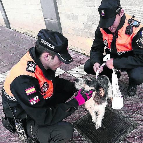Aumentan las excusas para justificar el abandono de animales