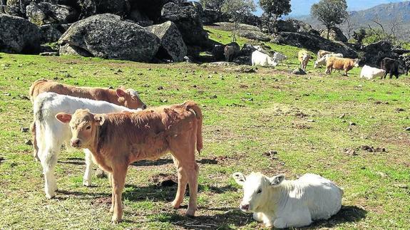 Varios terneros, en una explotación de vacuno de Ávila.