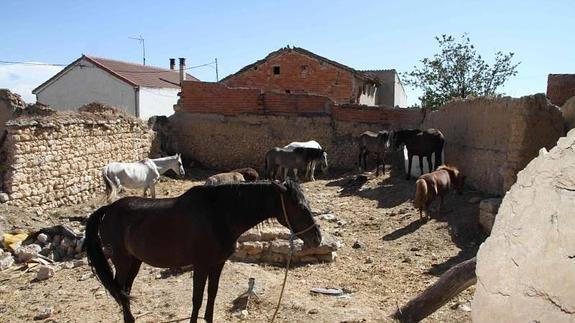 Los caballos en el corral en el que fueron alojados.