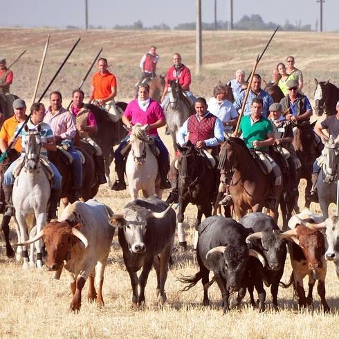 Las reses, seguidas por los caballistas durante uno de los encierros de Medina del Campo.