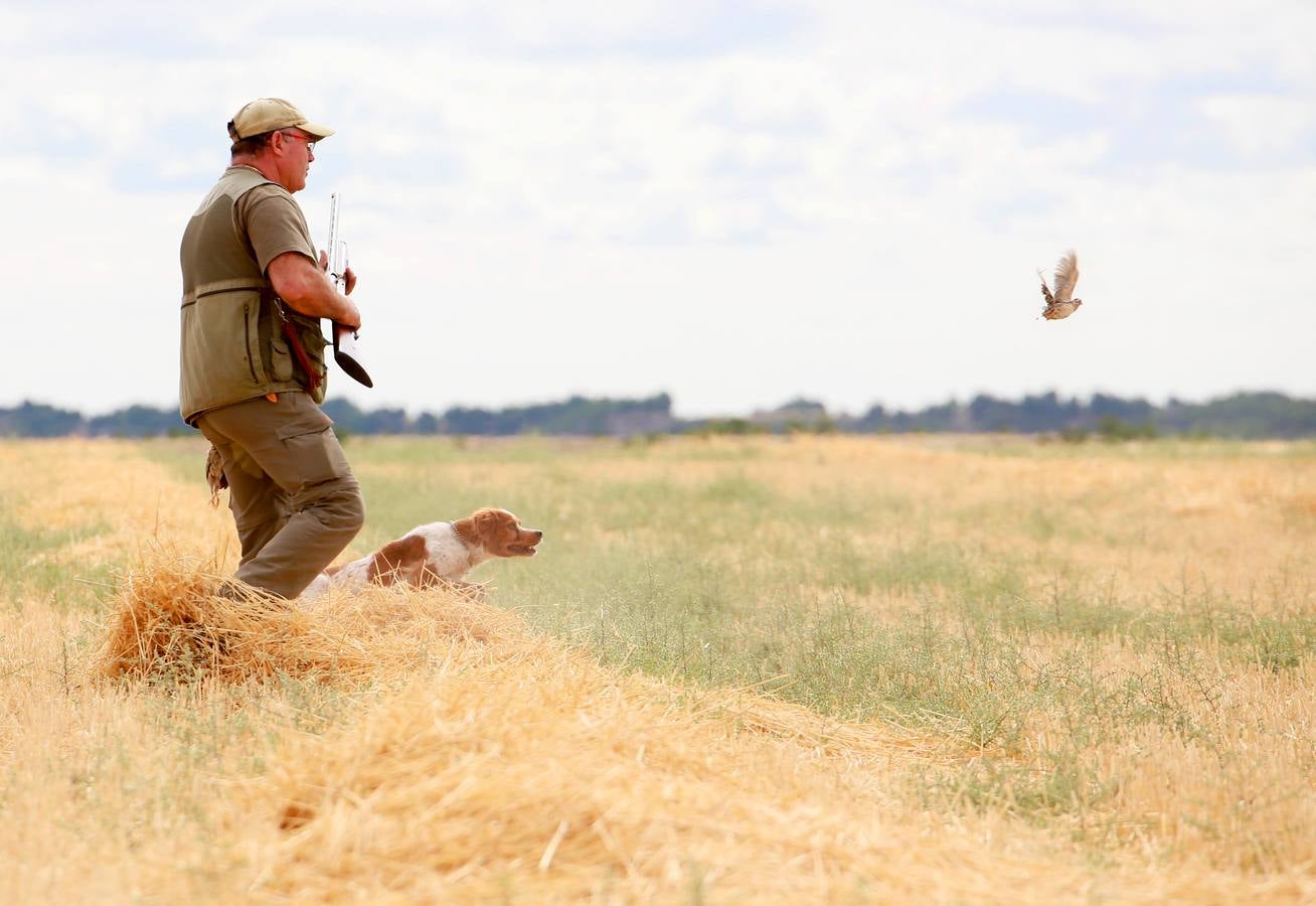 Un cazador y su perro localizan una codorniz en el primer día de la media veda de caza, en Velliza