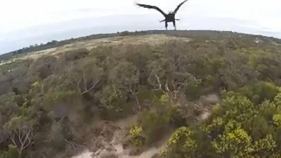 Un águila atrapa un dron en pleno vuelo.