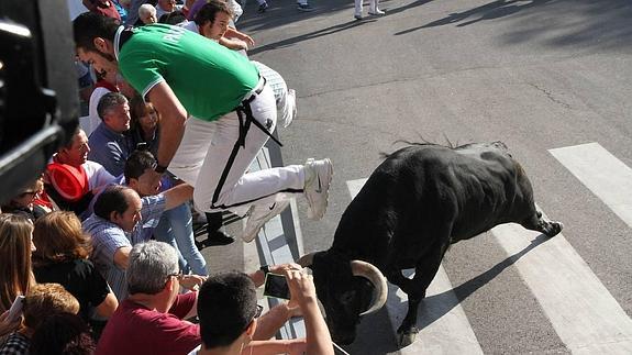 Uno de los pastores consigue saltar al otro lado de la talanquera antes de que el novillo lo embista en el último encierro de las Fiestas de Cuéllar. 