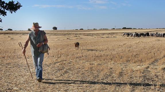 Carlos Jesús Sanz Arévalo camina dejando atrás a su perro y sus ovejas en los campos de Rábano (Valladolid).