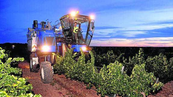 La DO Rueda arranca la vendimia con una uva «perfecta» y de calidad