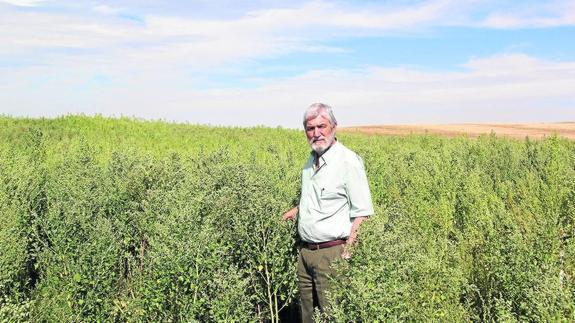 Francisco García, junto a su plantación de quinoa.