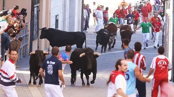 El tercer encierro de Cuéllar devuelve la normalidad a sus festejos