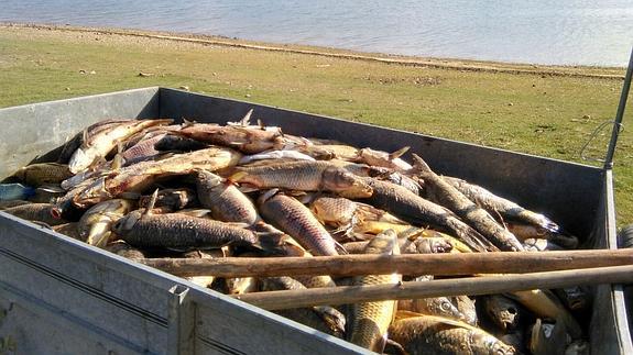 Medio Ambiente recoge más de 4.000 ejemplares de carpas muertas en las aguas de La Cuerda del Pozo