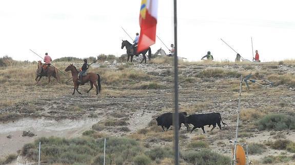 Los caballistas tratan de reconducir a dos toros que se escaparon del segundo encierro de Cuéllar.