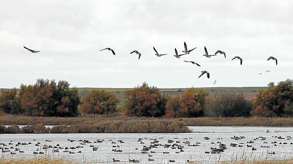 Una bandada de aves sobrevuelan la Laguna de la Nava, en los entornos de Fuentes de Nava. 