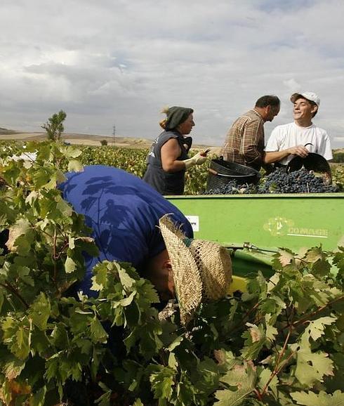 La vendimia presenta una uva extraordinaria, pero con una producción baja