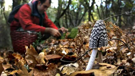 Un recolector busca setas cometibles en un bosque de la comunidad durante la pasada campaña. 