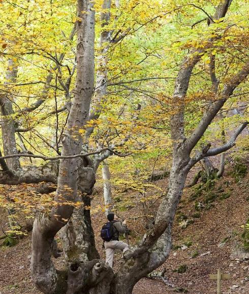 Un senderita, encaramado a uno de las majestuosas hayas que viven en La Pola de Gordón