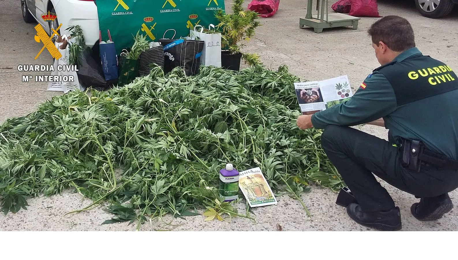 Plantas de marihuana intervenidas por la Guardia Civil. 