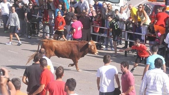 Un mozo cita a una de las reses del encierro de Olmedo.