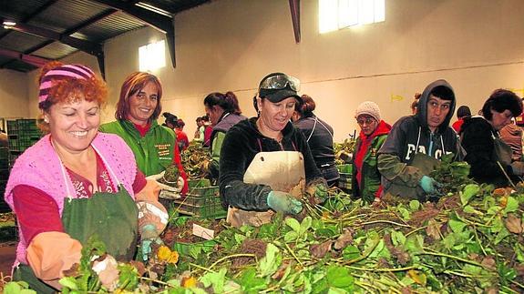 Trabajos de manipulado en el interior de una nave de Viveros Campiña, en Chañe.