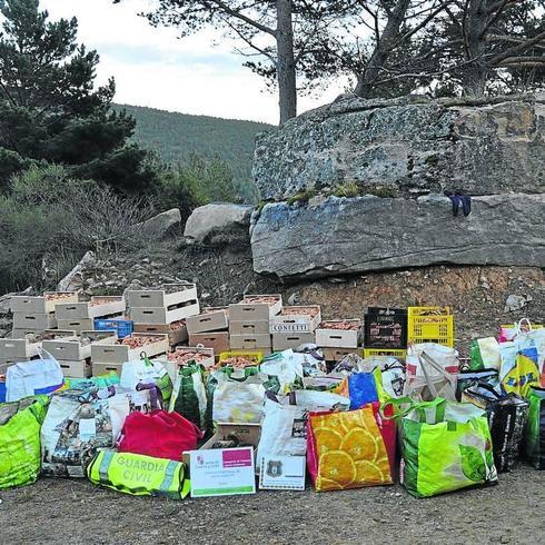 Kilos de setas camufladas tras una roca en los ricos pinares micolóigicos de Vinuesa, en Soria. .