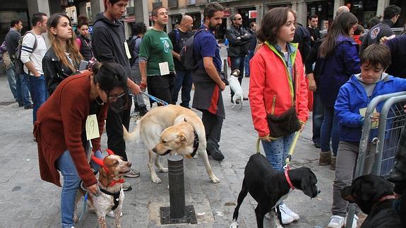Familias alemanas y holandesas adoptan mastines y galgos enviados desde Segovia