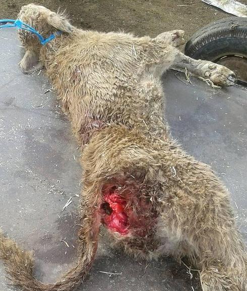 Los lobos han vuelto a atacar en la provincia de Ávila.